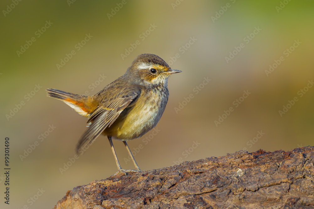 Young Bluethroat (Luscinia svecica) on the wood in nature of Thailand Young Bluethroat (Luscinia svecica) on the wood in nature of Thailand