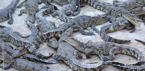 Large group of crocodiles © pimonpim