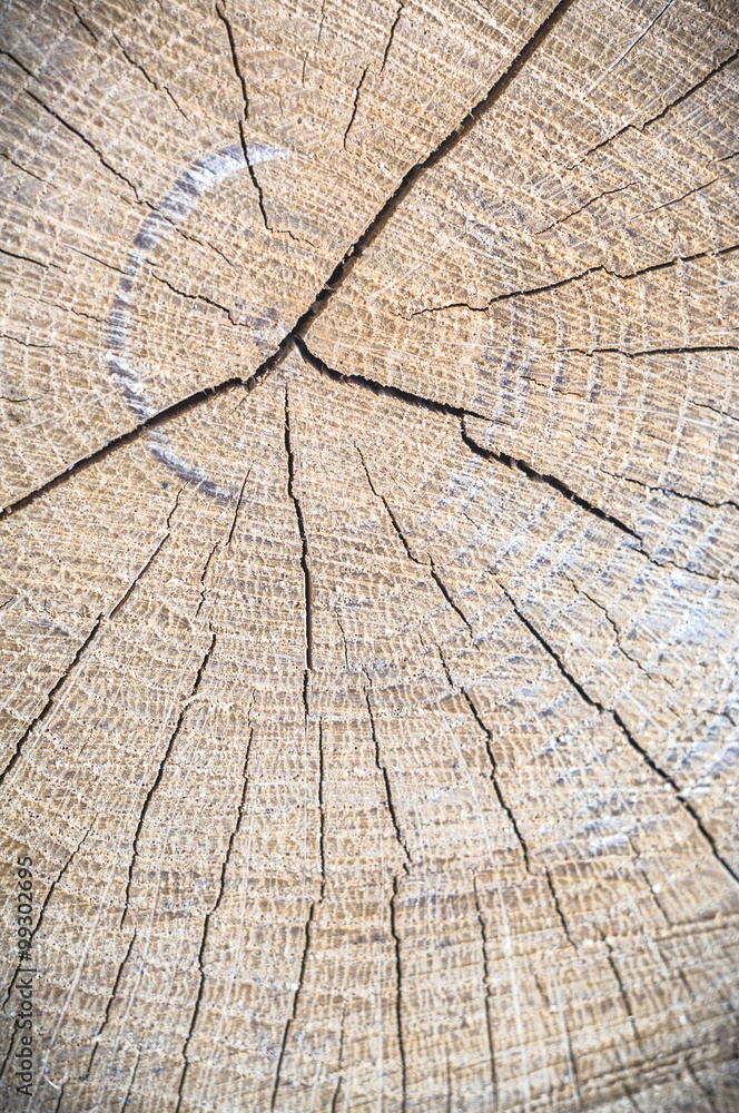 Fototapeta premium wood