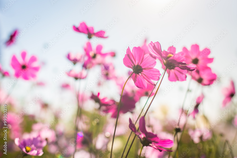 Abatract.Sweet color cosmos flowers in bokeh texture soft blur f Abatract.Sweet color cosmos flowers in bokeh texture soft blur f