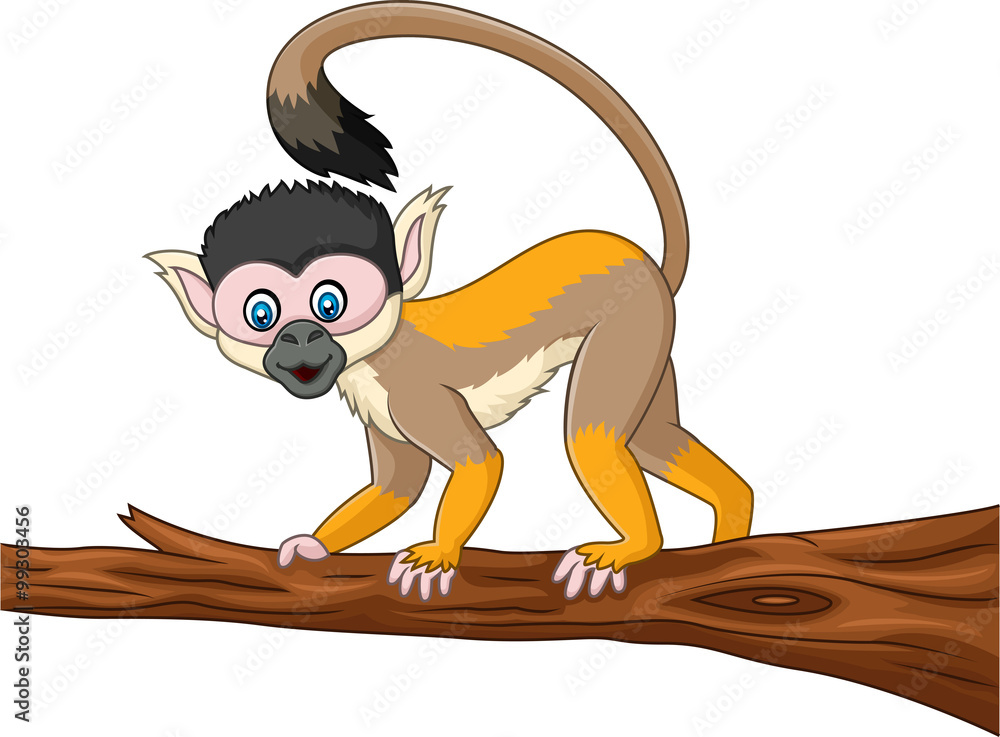 Obraz premium Cute caphucin monkey isolated on white background