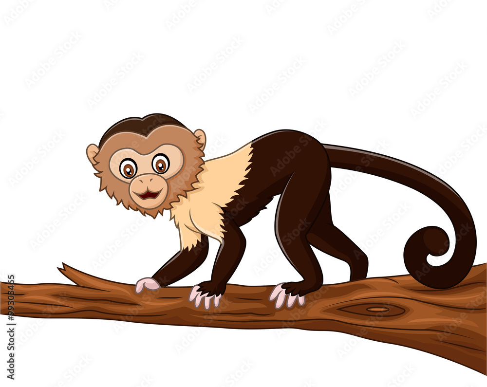 Fototapeta premium Cute squirrel monkey isolated on white background