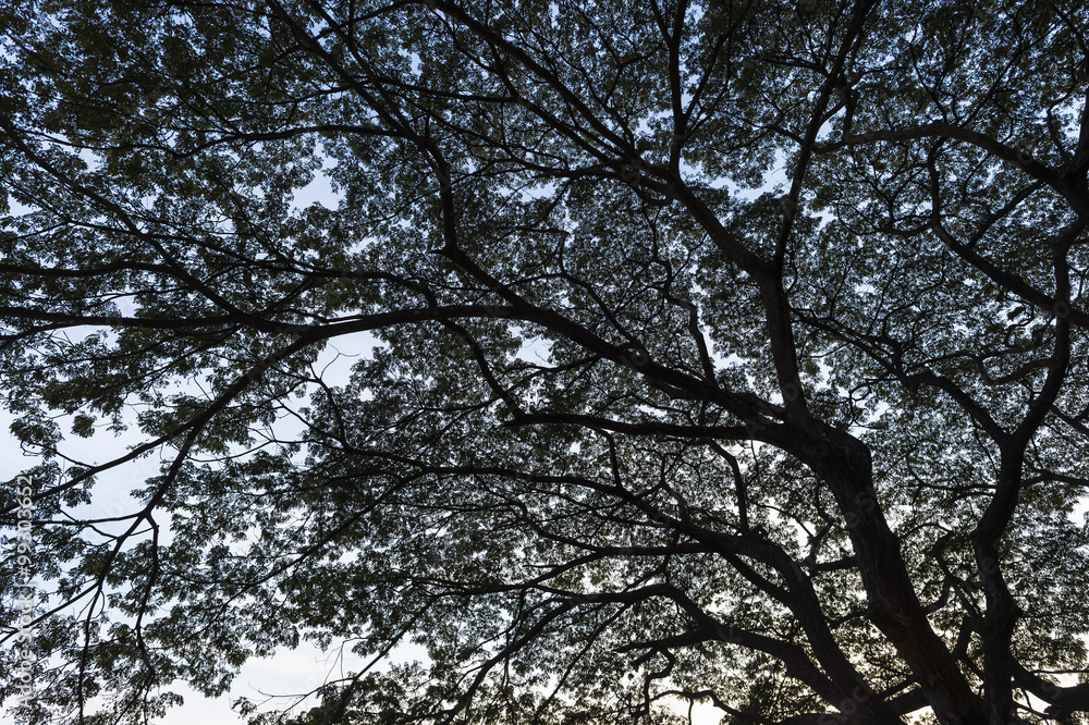 A beautiful branch of tree A beautiful branch of tree