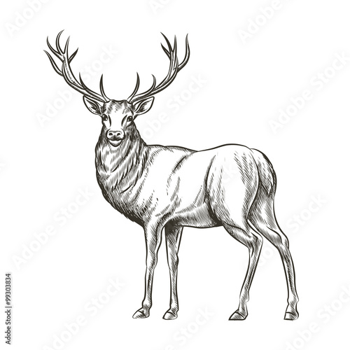 Hand drawn deer