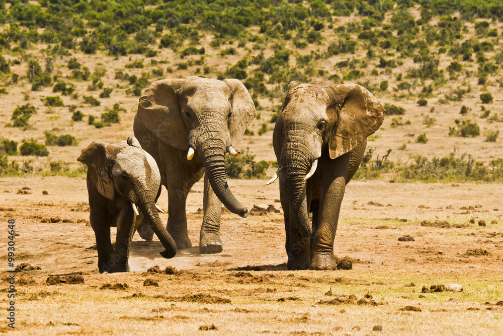 Fototapeta premium Three African elephants standing on dry sand