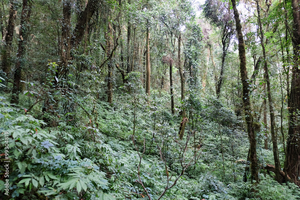 Fototapeta premium The forests are abundant, Many kinds of trees in Kew Mae Pan Nature Trail, Doi Inthanon National Park, the highest point in Thailand