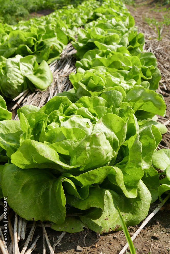 lettuce vegetable salad cultivation lettuce vegetable salad cultivation