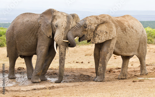 Two elephants showing some affection while at a water hole