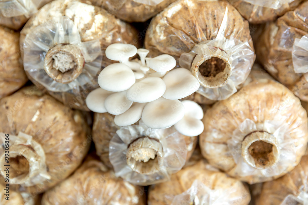 mushrooms growing In a farm mushrooms growing In a farm