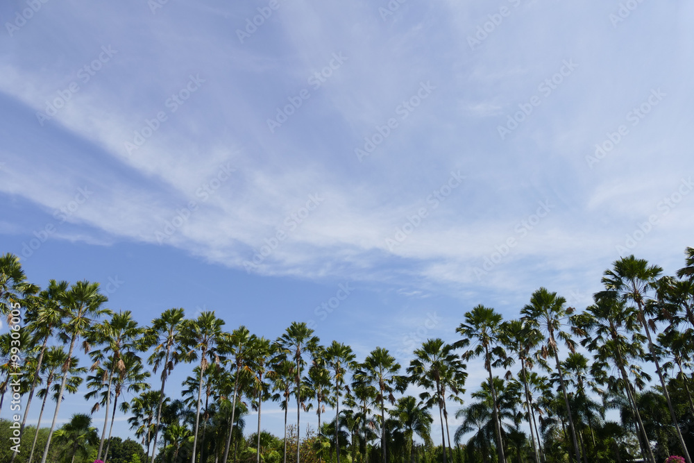 Fototapeta premium palm tree and blue sky