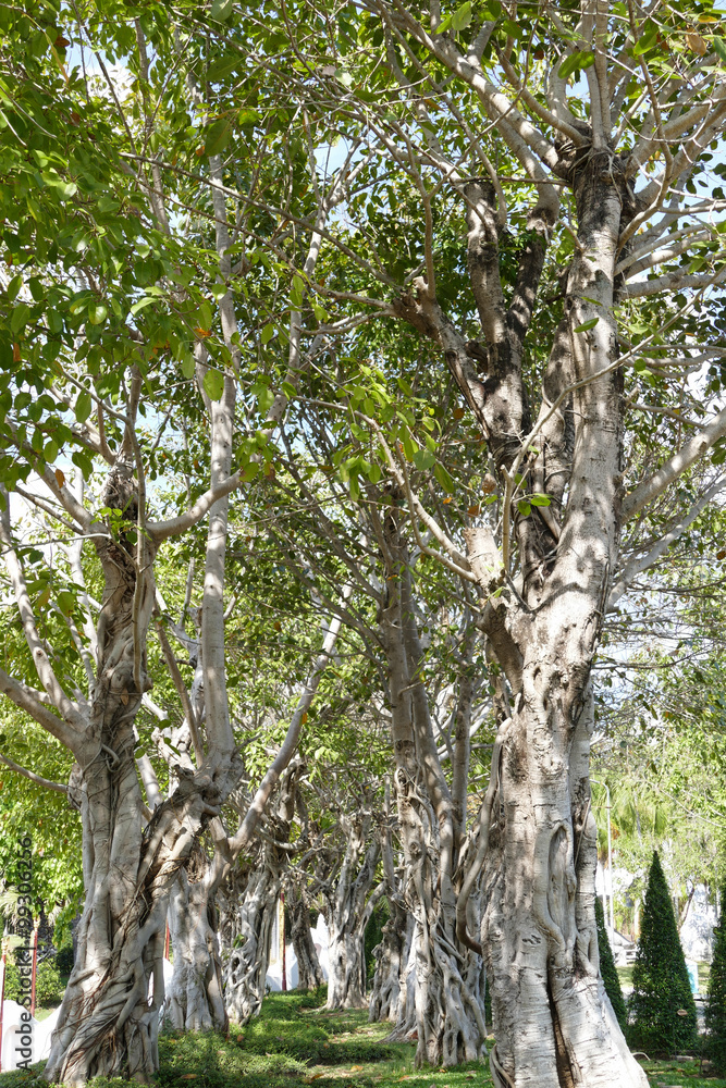 Fototapeta premium big tree in the park