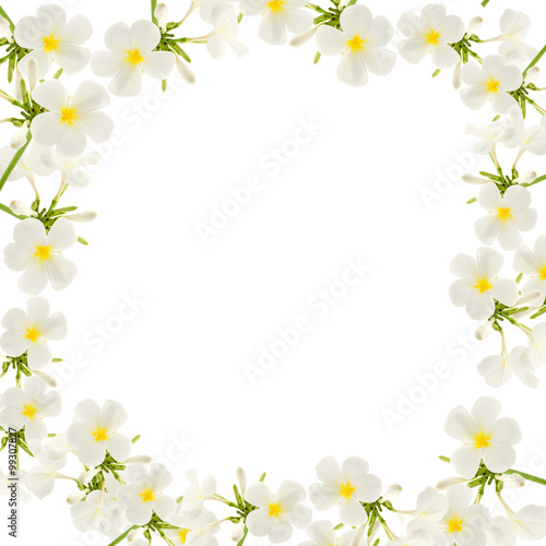 Plumeria flowers  frame isolated on white background.