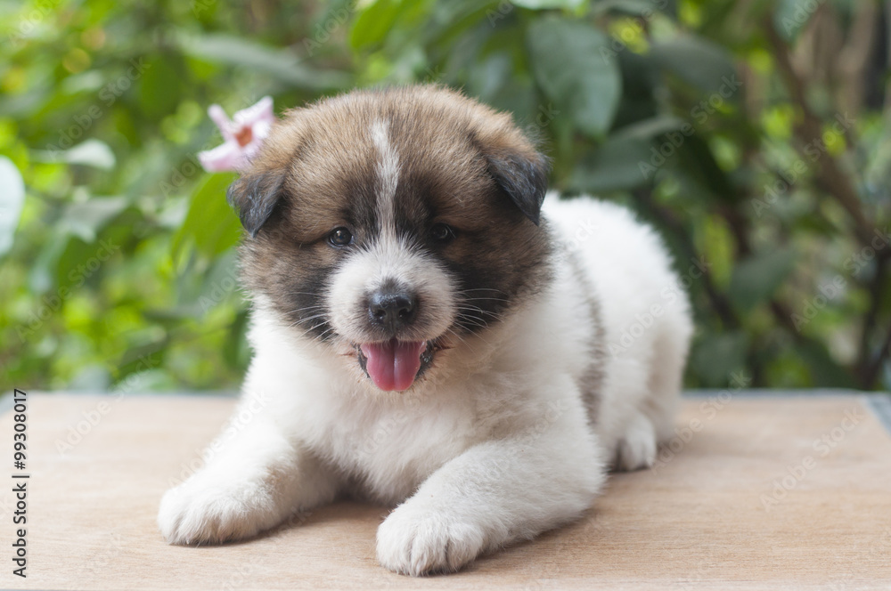 Thai Bangkaew Dog, Bangkaew puppy portrait