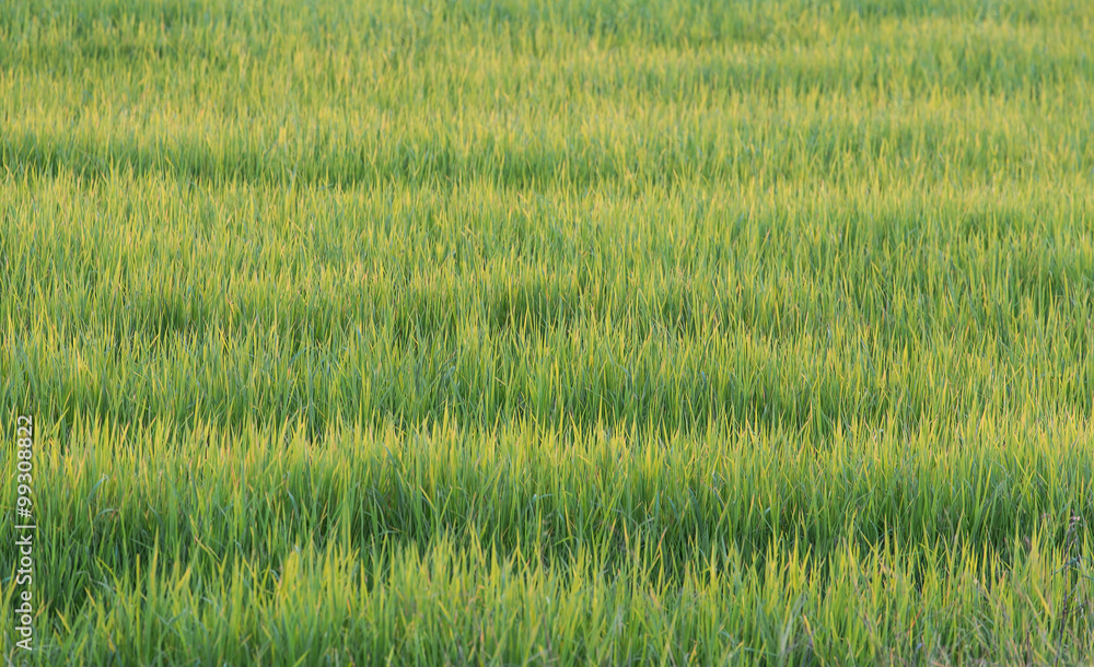 Green rice plant Green rice plant