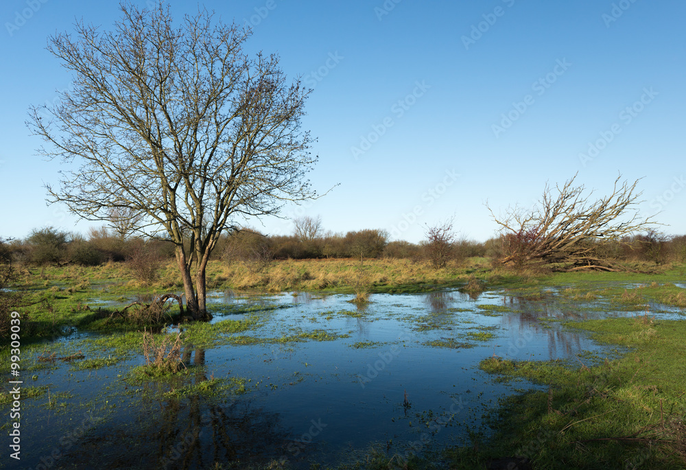 Leafless tree reflected in the water Leafless tree reflected in the water