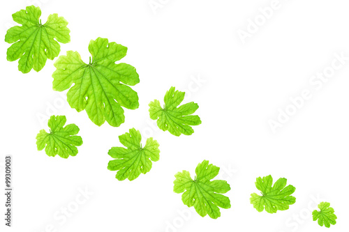 Green leaves falling isolated on white background .