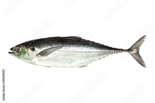 Fotografija torpedo scad (Finny scad, Finletted mackerel scad)  isolated on