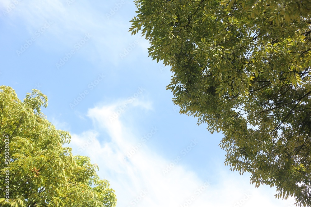 Obraz premium 나무와 하늘