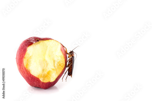 cockroach  eating on a red apple (focus on cockroach). Image iso