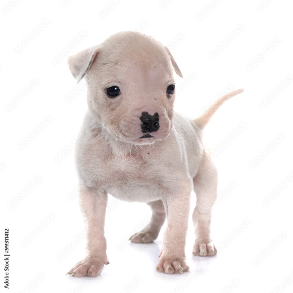 puppy american bulldog puppy american bulldog