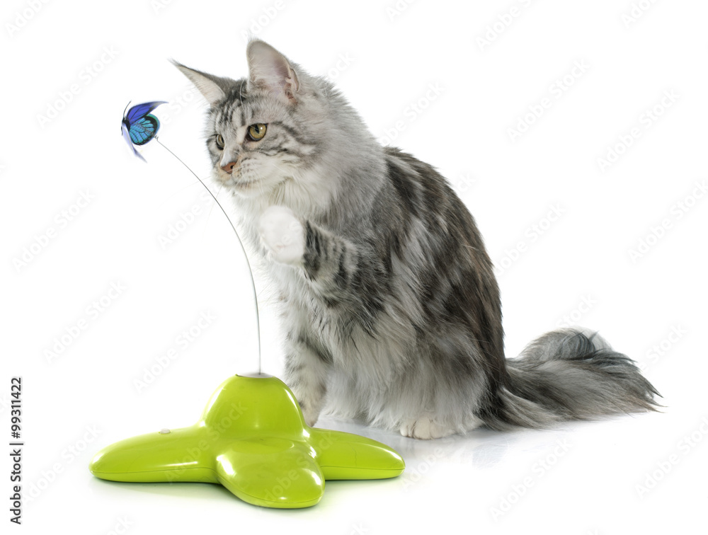 Obraz premium playing maine coon cat