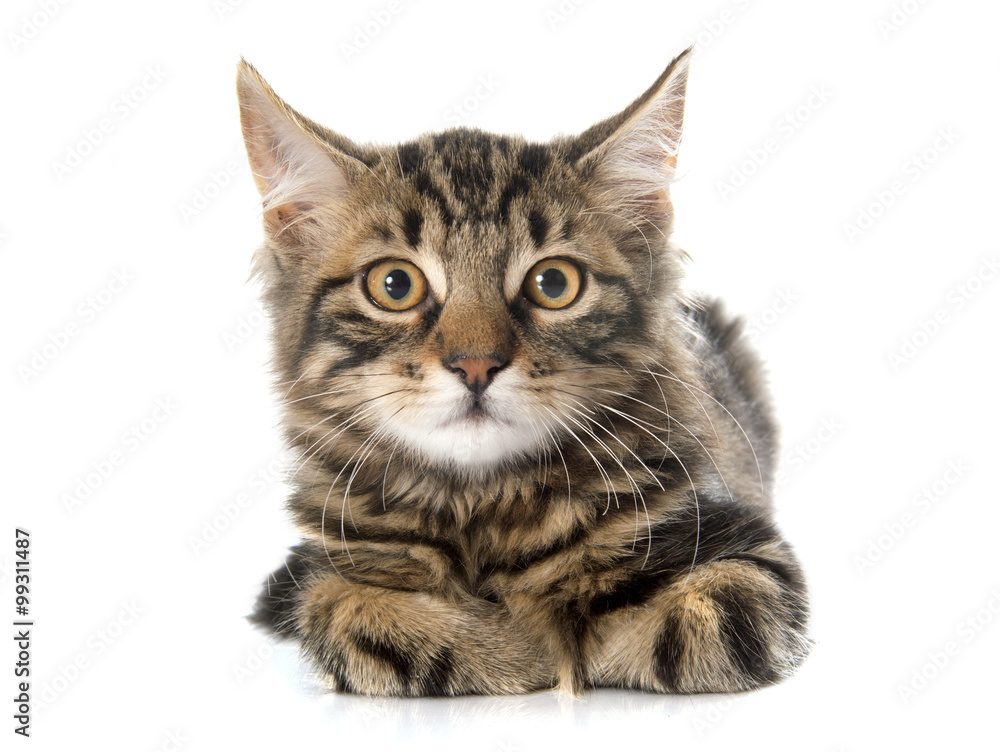 Obraz premium tabby kitten