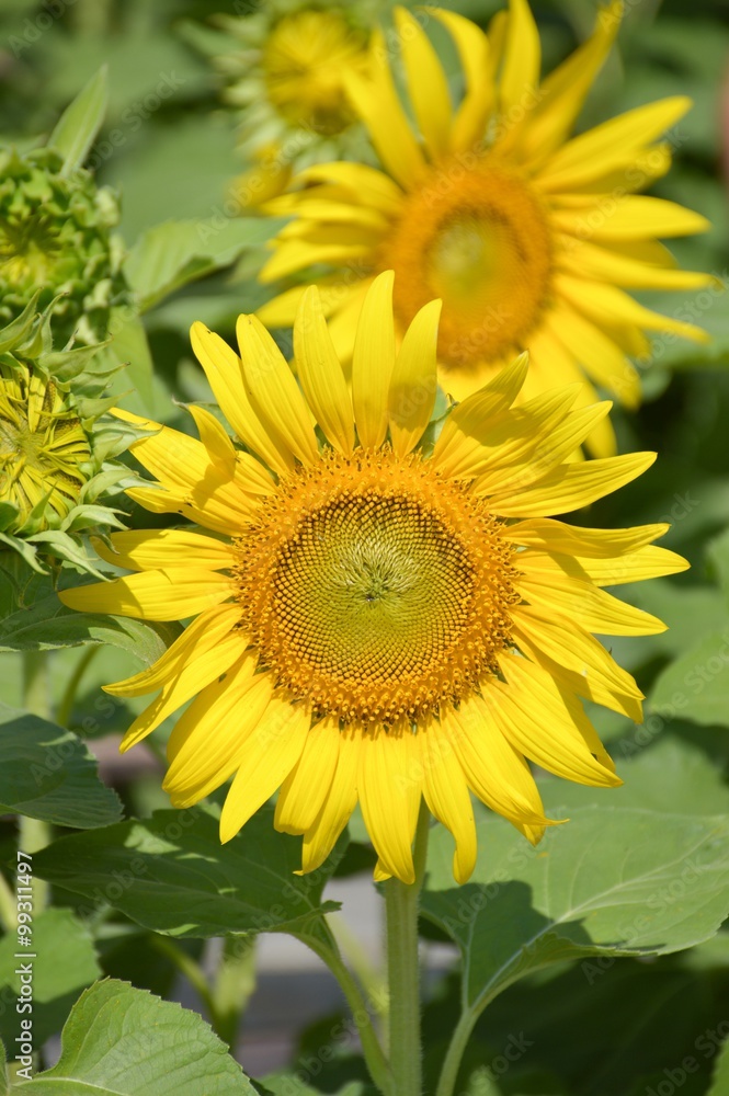 beautiful sunflower in nature garden - Helianthus annuus beautiful sunflower in nature garden - Helianthus annuus