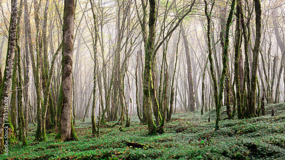 Obraz premium sous-bois avec un peu de brume