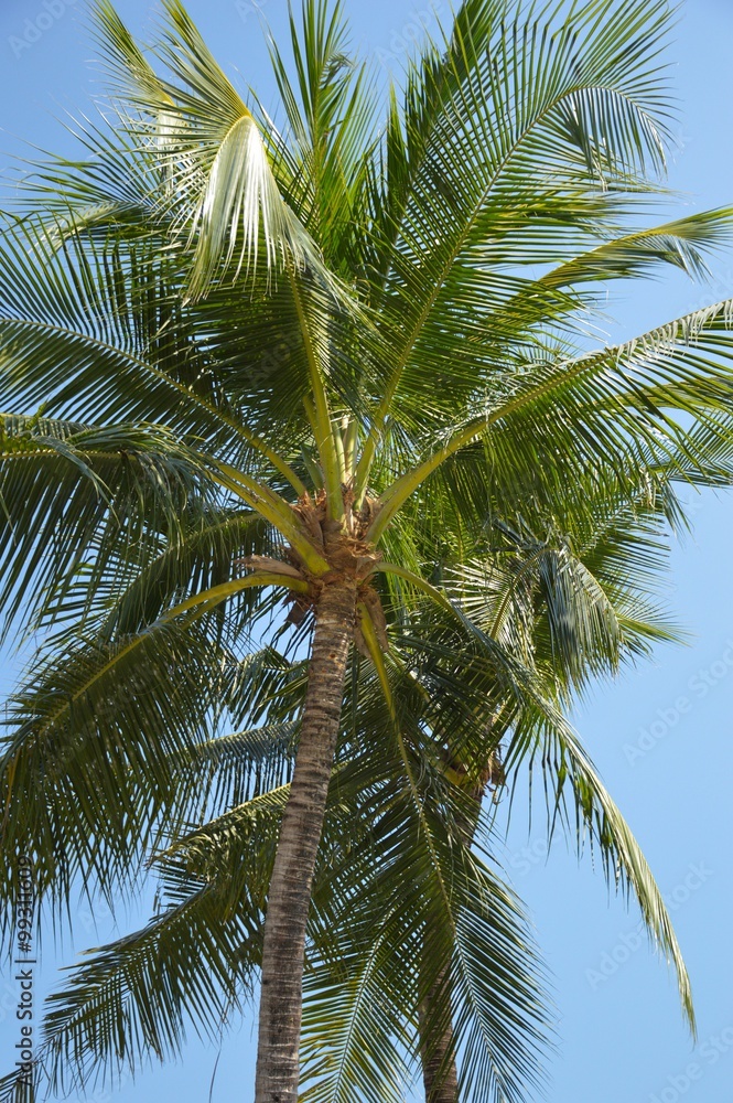 coconut tree in nature garden