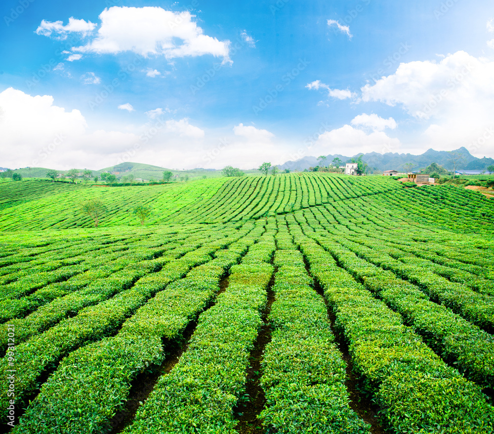 Beauty fresh green tea background.