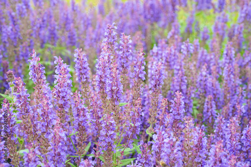 Salvia Flowers Salvia Flowers