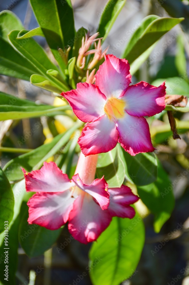 pink Adenium obesum flower in garden pink Adenium obesum flower in garden