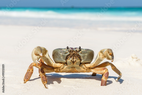 Crab at Tachai Island