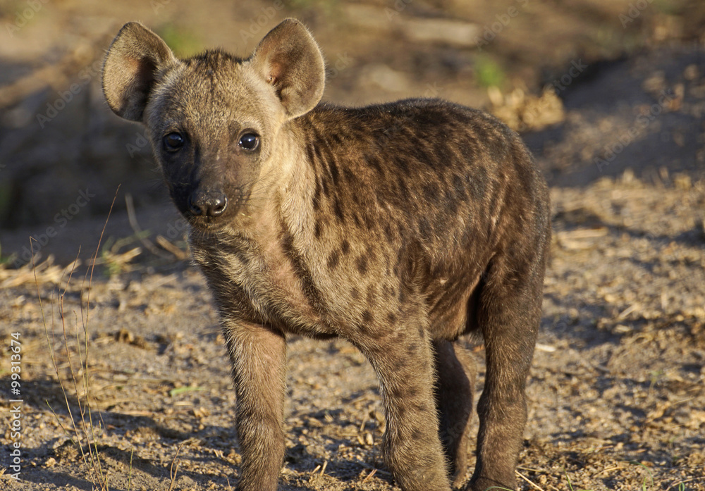 A hyena pup staring onward just after waking up in the morning in Kruger National Park. A hyena pup staring onward just after waking up in the morning in Kruger National Park.