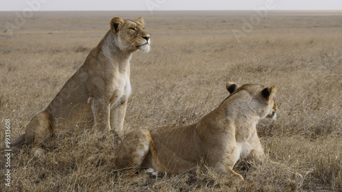Two lionesses waiting out the heat of the day in the Serengeti.