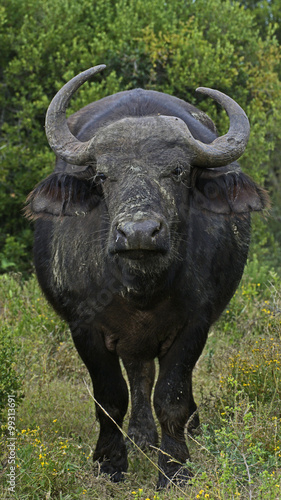 An irritable cape buffalo stares us down in Kruger National Park, South Africa.  © wetraveltolive
