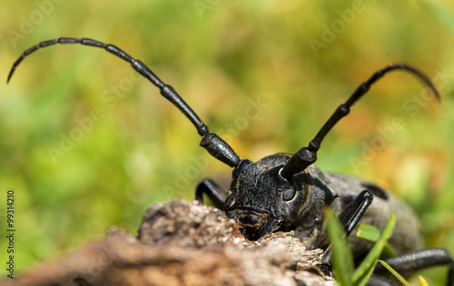 Morimus funereu staying on a rock