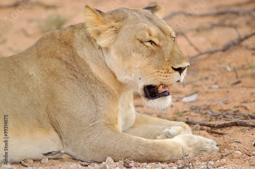 Obraz Lew afrykański (Panthera leo) - samica
