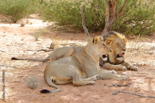 Obraz Lew afrykański Panthera leo (samiec i samica)