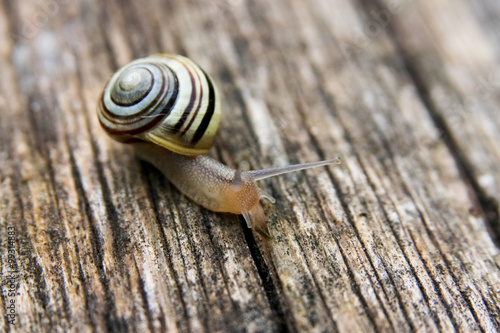 macro photo of a snail on wooden ground © papermoonstudio