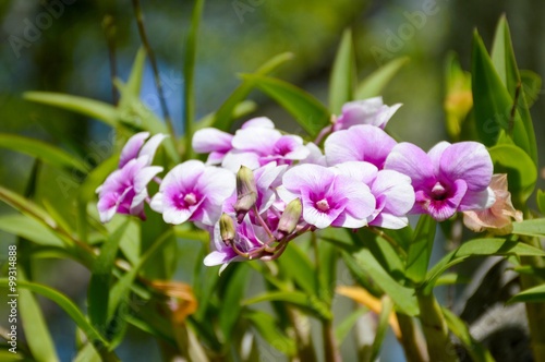 white orchid flower in nature garden