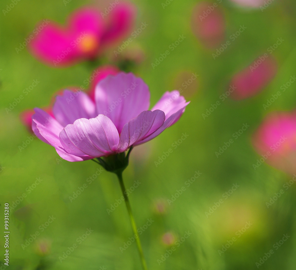 Beautiful pink cosmos flowers in the garden, Thailand
