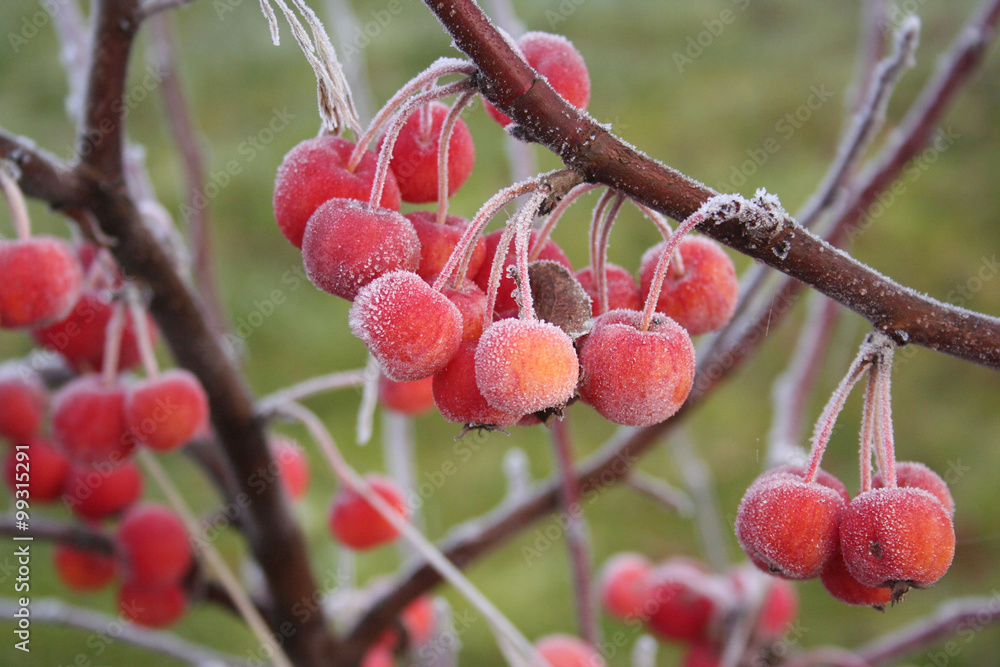 gelo su pianta di mele decorative StockFoto Adobe Stock