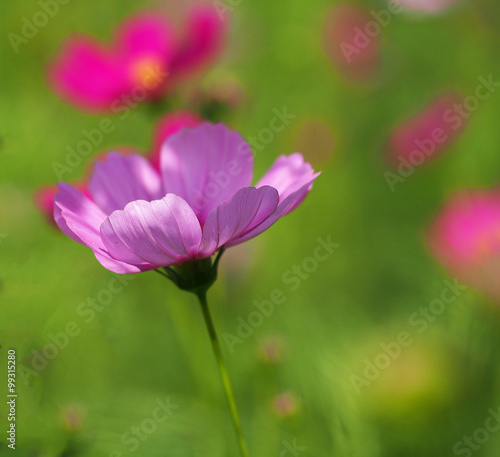 Beautiful pink cosmos flowers in the garden, Thailand
