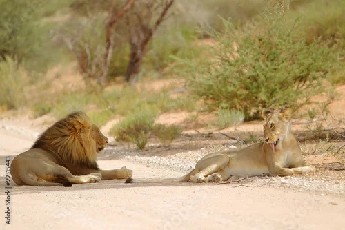 Obraz Lew afrykański Panthera leo (samiec i samica)
