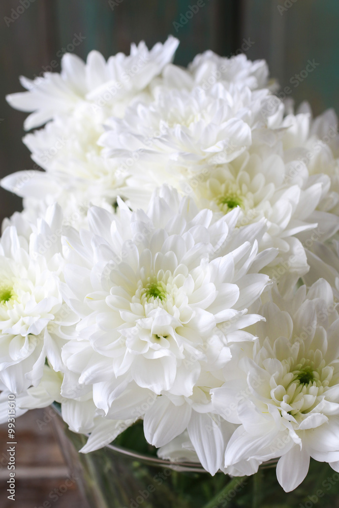White dahlia flowers