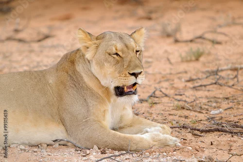 Obraz Lew afrykański (Panthera leo) - samica