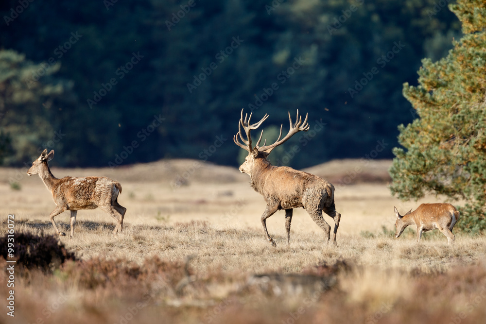 Fototapeta premium Red deer during mating season