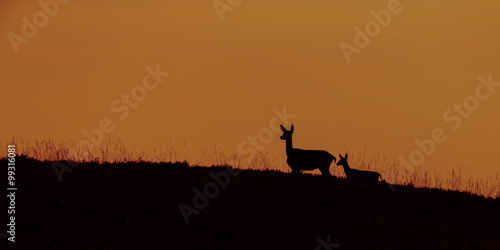 Red deer during mating season in late sunset