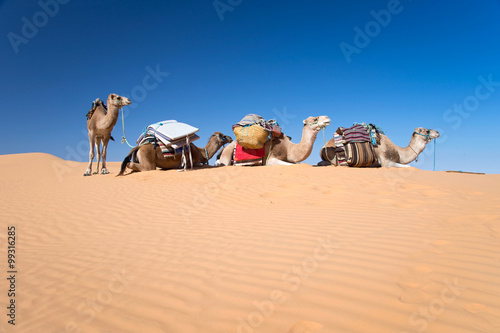 Camels in the Sand dunes desert of Sahara, South Tunisia